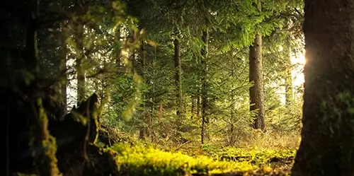 Environmental Law